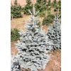 Abies%20lasiocarpa%20Compacta%2001