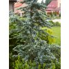 Cedrus%20atlantica%20Glauca