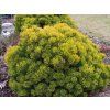 Pinus%20mugo%20Wintergold%2002