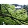 Taxodium%20ascendens%20Nutans%2001