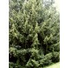 Taxus%20baccata%2001
