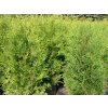 Thuja%20occidentalis%20Brabant%2001