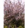 Prunus padus Colorata  střemcha vonná