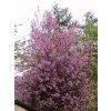 Prunus padus Colorata  střemcha vonná
