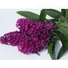 Buddleia%20davidii%20Royal%20Red%2003