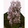 Prunus serrulata Amanogawa 02