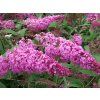 Buddleia%20davidii%20Pink%20Delight%2002