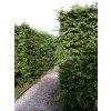Carpinus%20betulus