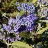 Caryopteris%20clandonensis%20Heavenly%20Blue