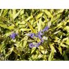 Caryopteris%20clandonensis%20Worchester%20Gold