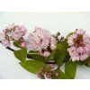 Deutzia%20hybrida%20PinkPompon