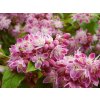 Deutzia%20hybrida%20Strawberry%20Fields