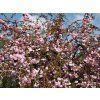 Prunus serrulata Kikushidare 01