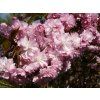 Prunus serrulata Kikushidare 02