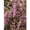 Prunus serrulata Kikushidare 05