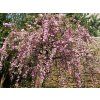 Prunus serrulata Kikushidare 06