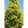 Fagus%20sylvatica%20Dawyck%20Gold