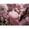 Prunus triloba 02
