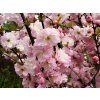 Prunus triloba 03