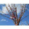 Prunus triloba 04
