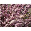 Prunus%20triloba%2001