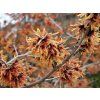 Hamamelis%20intermedia%20Jelena