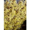 Hamamelis%20mollis%20Pallida