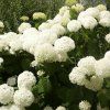 Hydrangea%20arborescens%20Annabelle