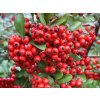 Pyracantha%20Red%20Colum%2001