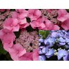 Hydrangea%20macrophylla%20Zorro