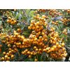 Pyracantha%20Soleil%20d%20Or%20011