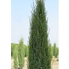 Juniperus%20communis%20Arnold