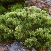 Pinus mugo Bozi Dar 01