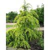 Cedrus%20deodara%20Golden%20horizon