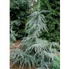 Cedrus%20deodara%20Karl%20Fuchs