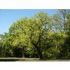 Quercus robur 01