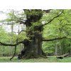 Quercus robur 02