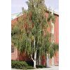 Betula%20pendula%20Gracilis%2001
