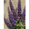 Buddleia%20davidii%20Blue%20Horizon%2001