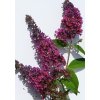 Buddleia%20davidii%20Flower%20Power