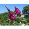 Buddleia%20davidii%20Miss%20Ruby%2001