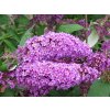 Buddleia%20davidii%20Niobe%2001