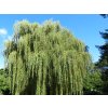 Salix%20alba%20Tristis