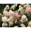 Hydrangea%20paniculata%20Vanille%20Fraise