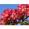 Hydrangea%20paniculata%20Rouge%20Diamond