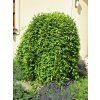 Salix caprea Kilmarnock 03