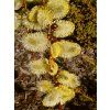 Salix caprea Kilmarnock 04