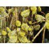 Salix caprea Kilmarnock 05
