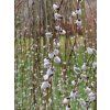 Salix caprea Pendula 02