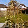 Salix%20caprea%20Kilmarnock%20011